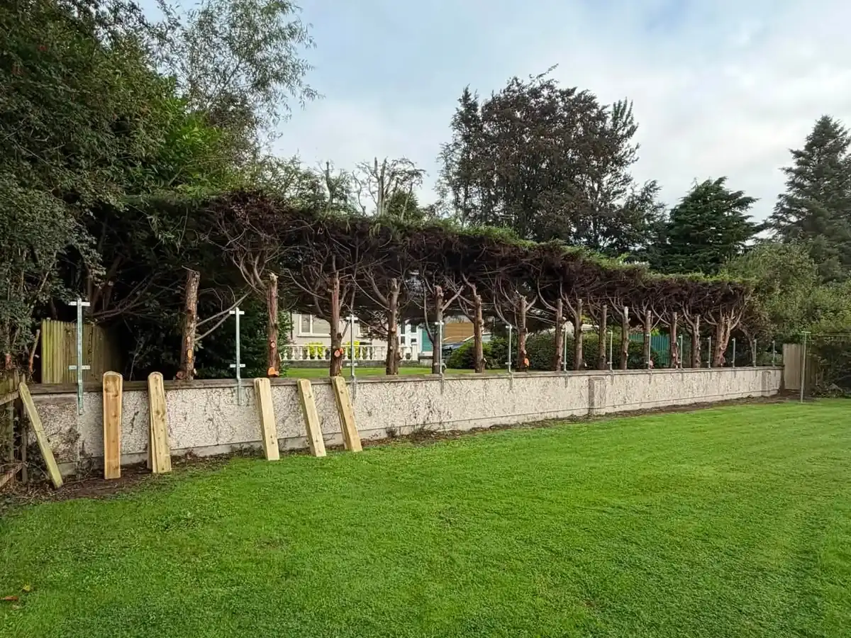 The garden wall with the hedge trimmed back and new fence posts going in